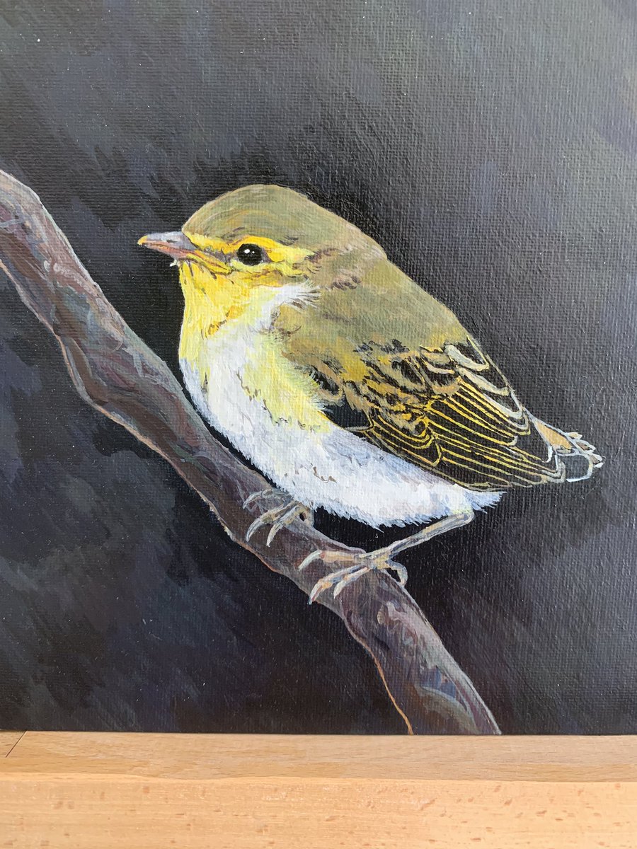 I manage about 1 painting a year (though I should put aside the time for more!). This year’s painting was a #woodwarbler #fledge for @SLuepold 🤗 #phylloscopus #painting