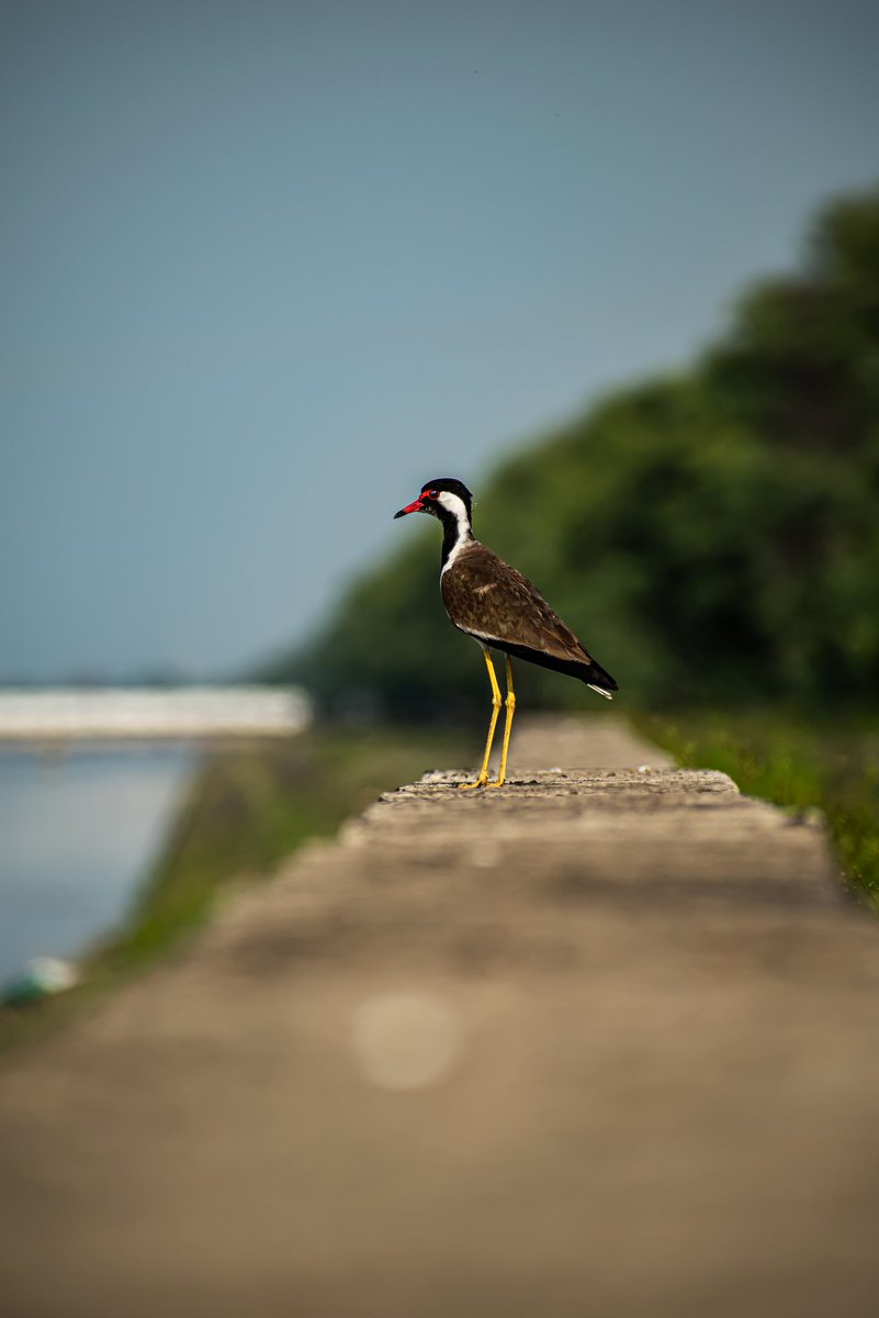BeProfessiona12's tweet photo. Lapwing on the screen!!
.
Captured using @NikonIndia D5600
.
Lens - 70-300 mm
.
#birds #birdphotography #BirdTwitter #Nikon #nikonphotography #photo #photographyislife #Photographie https://t.co/sNZfpEuNZA