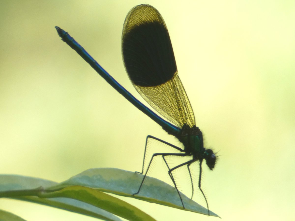 DrJohnHayward's tweet photo. A scorching selection of #Odonata visited our garden during yesterday's #heatwave, including a pair of common darters, southern hawkers and a banded demoiselle. https://t.co/WOaQNta0Lg