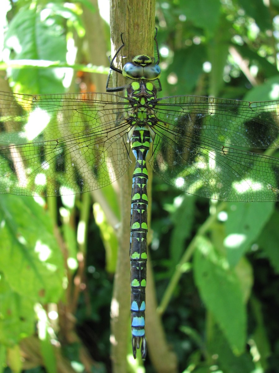 DrJohnHayward's tweet photo. A scorching selection of #Odonata visited our garden during yesterday's #heatwave, including a pair of common darters, southern hawkers and a banded demoiselle. https://t.co/WOaQNta0Lg