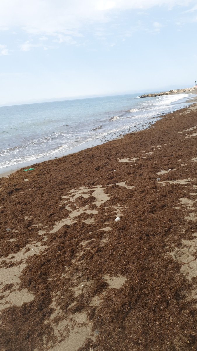 Esto es parte de lo que ofrece Marbella a sus ciudadanos y turistas un 9 de agosto...<a href="/Ayto_Marbella/">Ayto. Marbella</a> ¿no se deberían de limpiar nuestras playas?