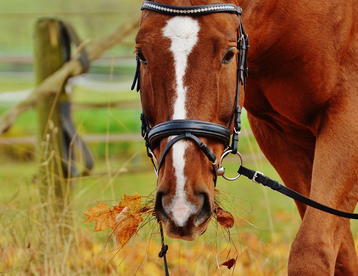 De politie heeft vanmorgen een paard gevangen in de buurt van de Eindhovenseweg in Boekend ..