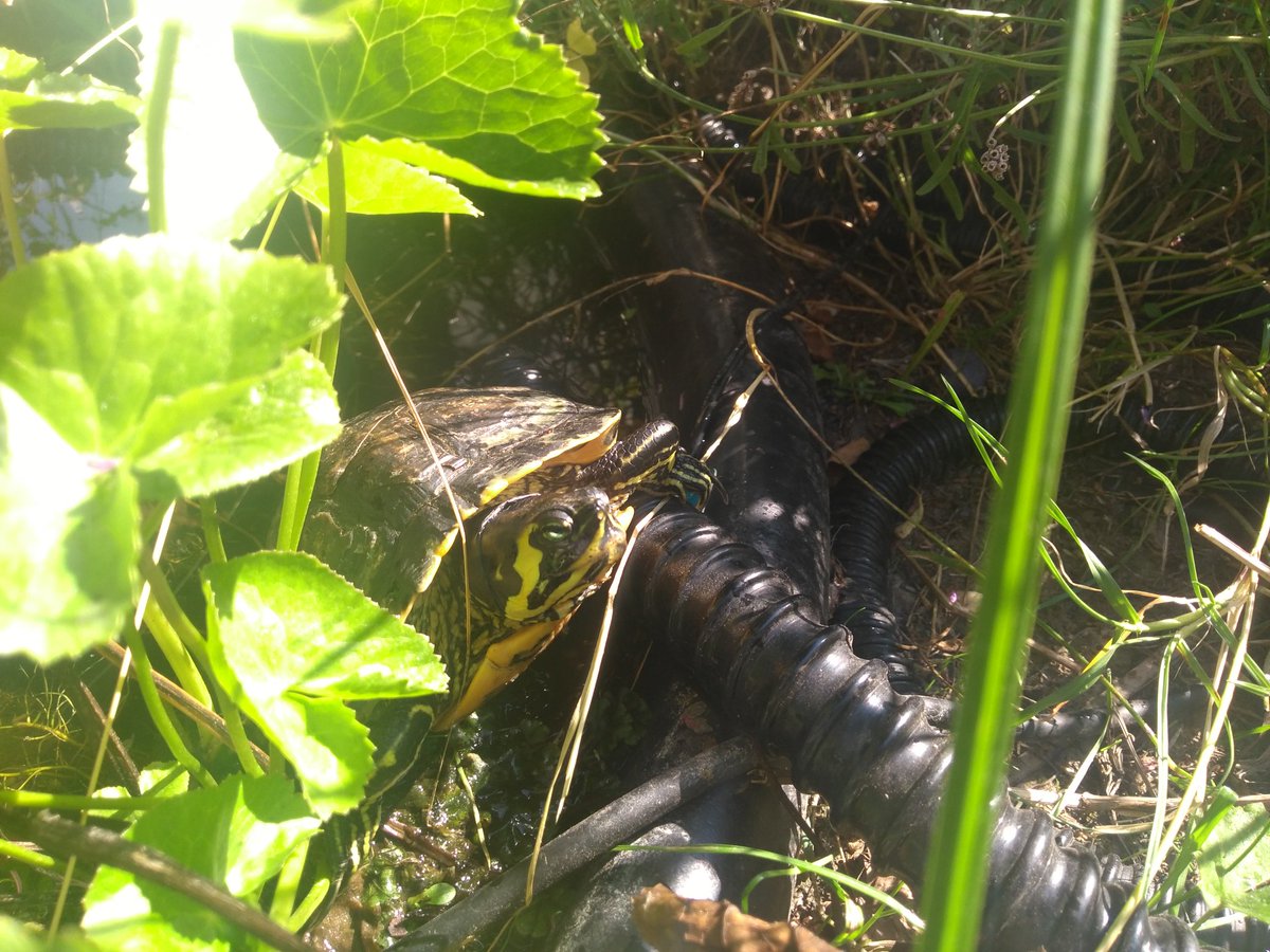 c3_toc's tweet image. #RupertWorking