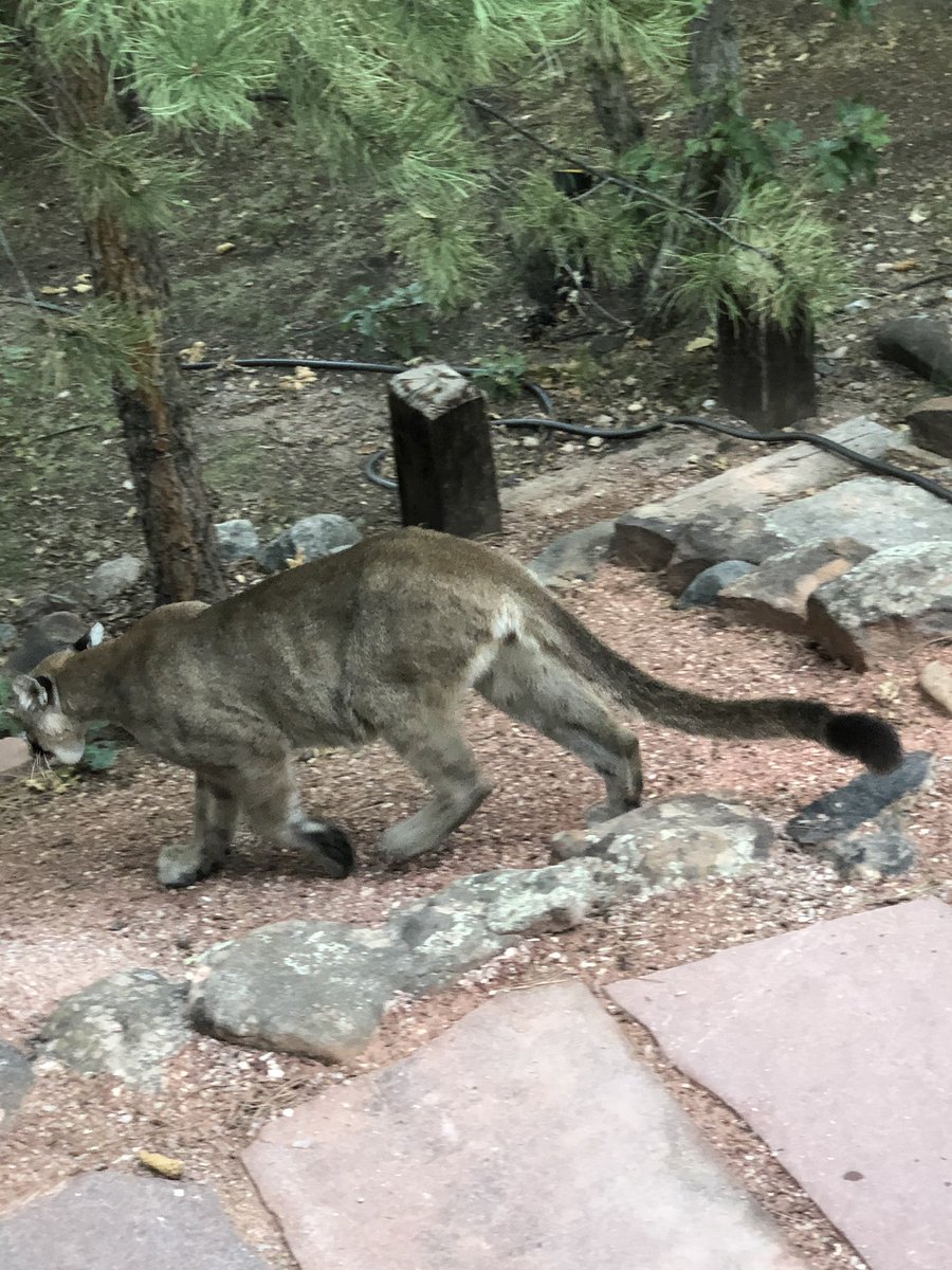 capdanmornings's tweet photo. This is the kitty who’s been roaming the neighborhood! Wuthering Heights yesterday, Puma Valley area today! #lifeingleneagle https://t.co/D9zzAJxlGU