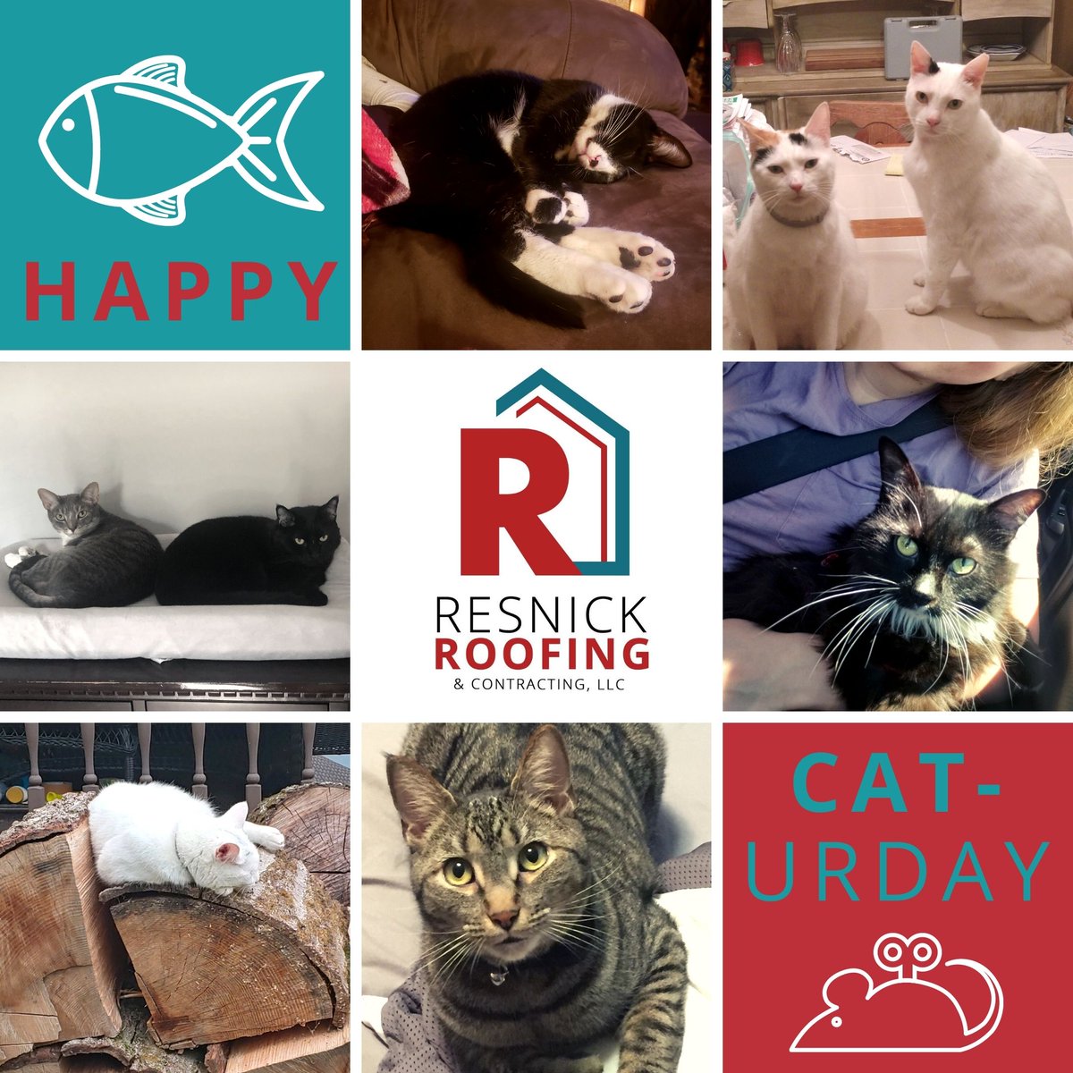 ResnickRoofing's tweet photo. Happy CATurday! Here are some of our paw-sitivley purr-fect feline friends here at Resnick Roofing! Take a meow-ment to enjoy!
.
.
.
#resnickroof #resnickroofing #pittsburgh #412 #thebest #caturday #cats #nationalcatday https://t.co/bUFTBr1W7t