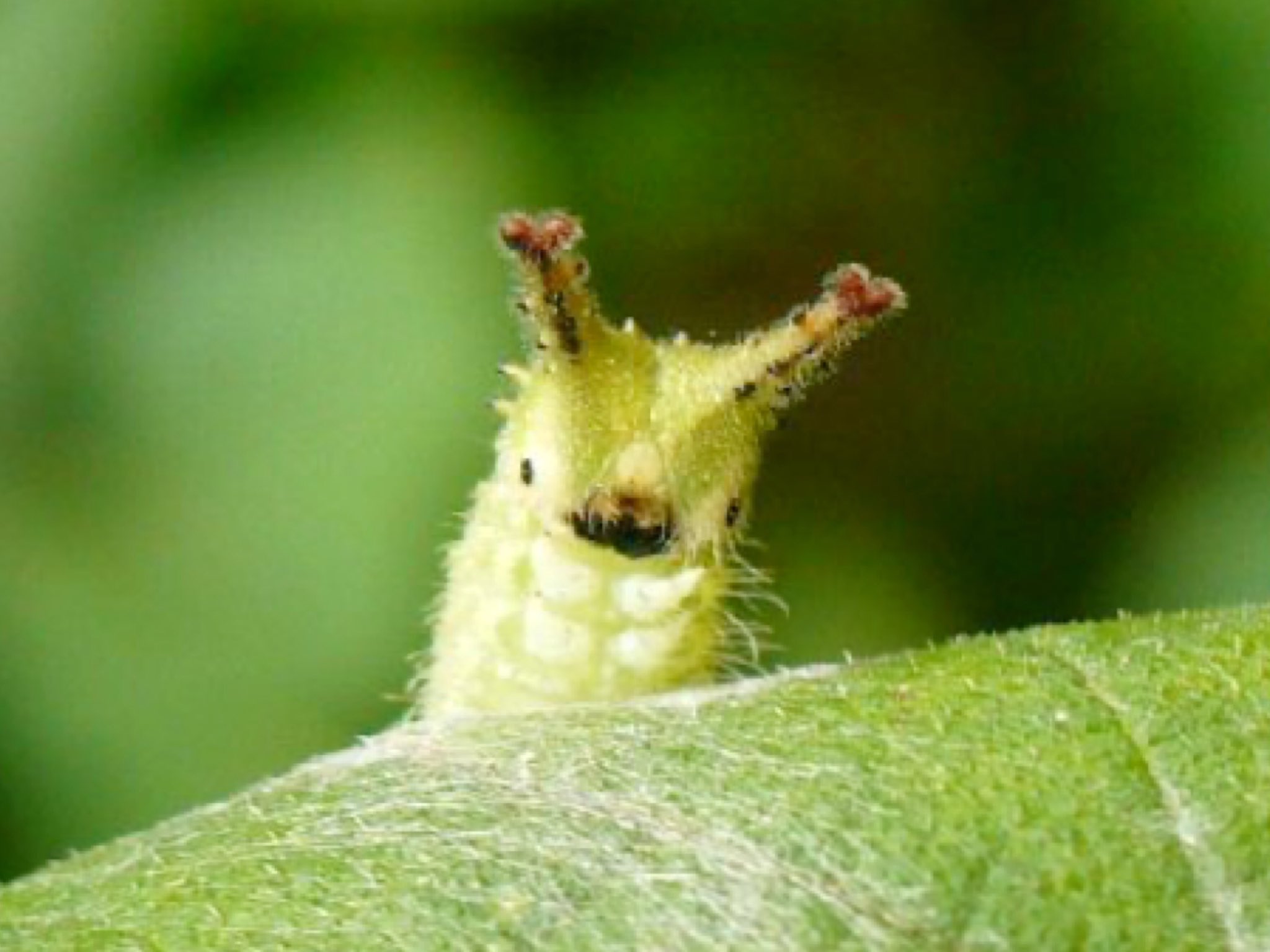 はるかきみへ オオムラサキ 幼虫はツノとか生えてて可愛くて成虫は綺麗で最高の虫だと思う はるかきみへ オオムラサキ 幼虫はツノとか生えてて可愛くて成虫は綺麗で最高の虫だと思う