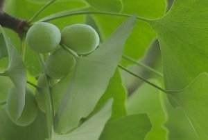 ট ইট র 北風北 裸子植物就是最原始的种子植物 其发生发展历史悠久 最早的裸子植物出现在古生代 在中生代至新生代它们是遍布各大陆的主要植物 T Co Owi42lorxx 裸子植物