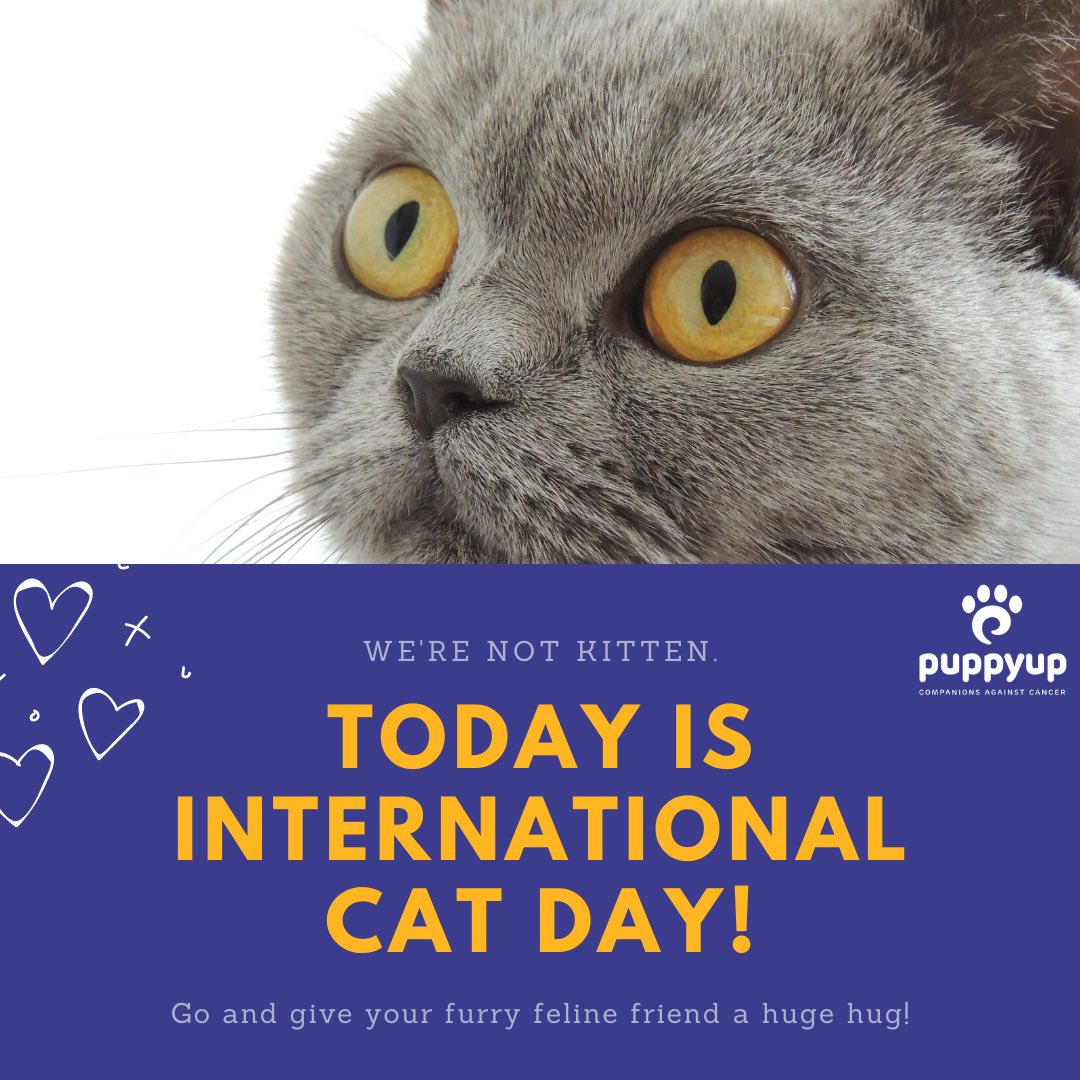 We love cats as much as we love pups. Let's celebrate International Cat Day by showing us your furry feline's below!

#puppyup #companionsagainstcancer #cancerfightingsuperhero #caninecancerawareness #InternationalCatDay