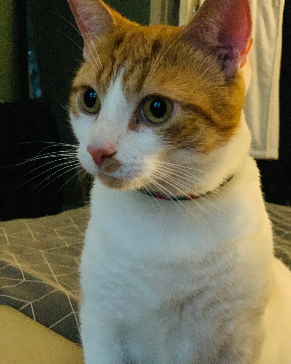 MonstersCall's tweet image. I’m melting!!!!! 

Want to get online but looking like a right hot mess! 🥵 Later alligator 🐊 

Here’s a picture of Tobias to keep you going through the day! 

#streamer #littlemonsters #monstercalls