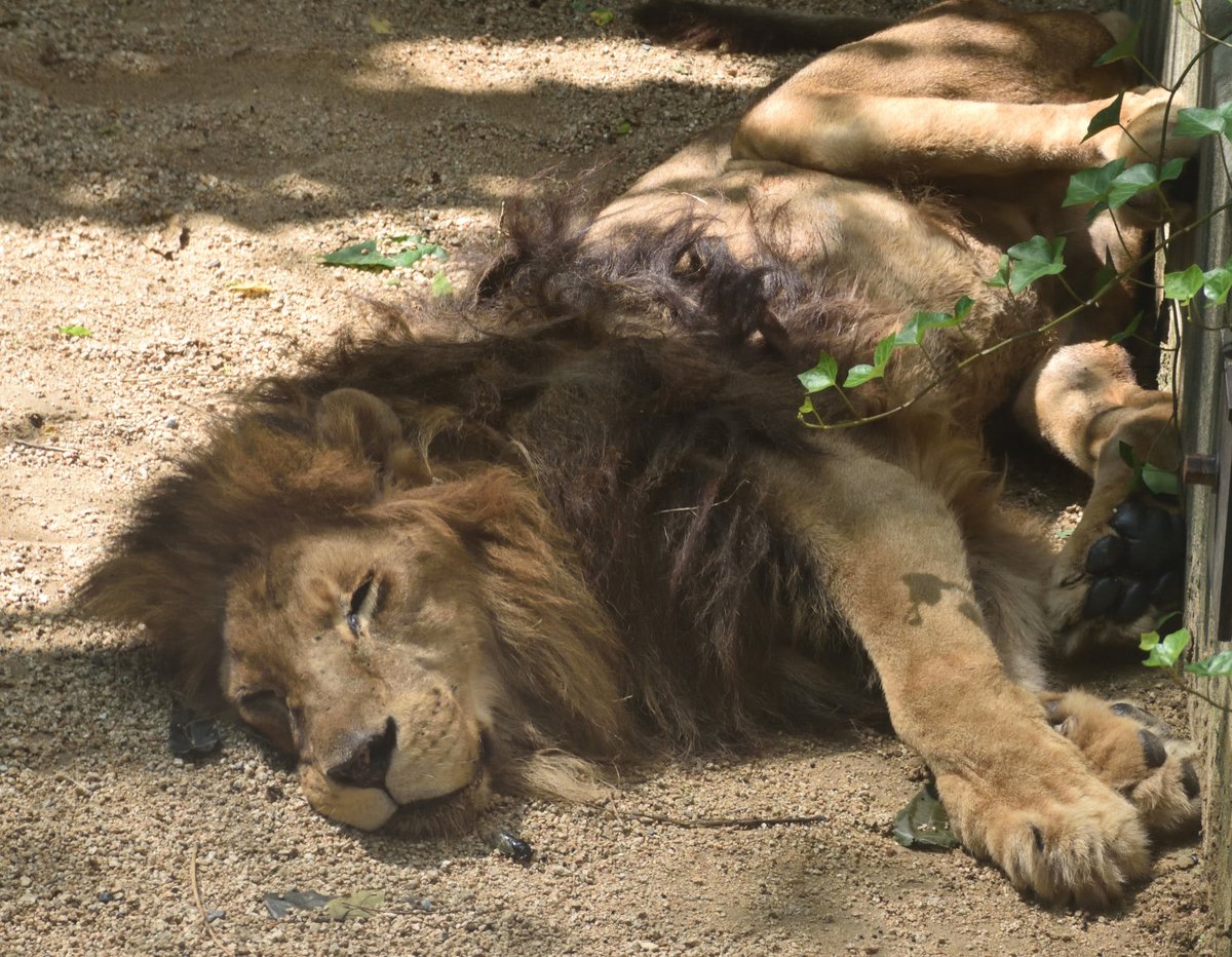 Natogun 生き物 On Twitter 本日は世界猫の日 全てのネコ達が幸せに暮らせますように 写真はたまにはヒョウ以外の円形猛獣舎の 仲間たち 世界猫の日 王子動物園 アムールトラ ライオン ジャガー