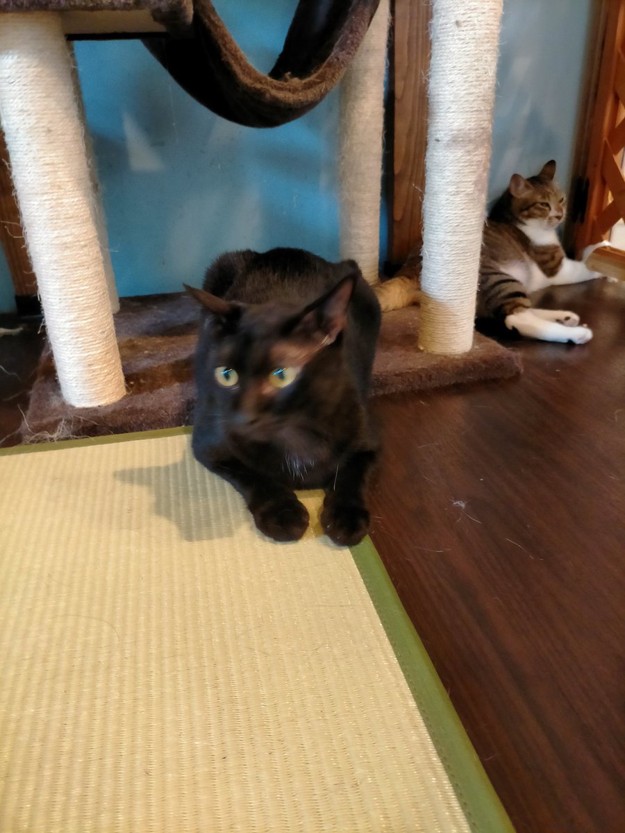猫スペースファズ