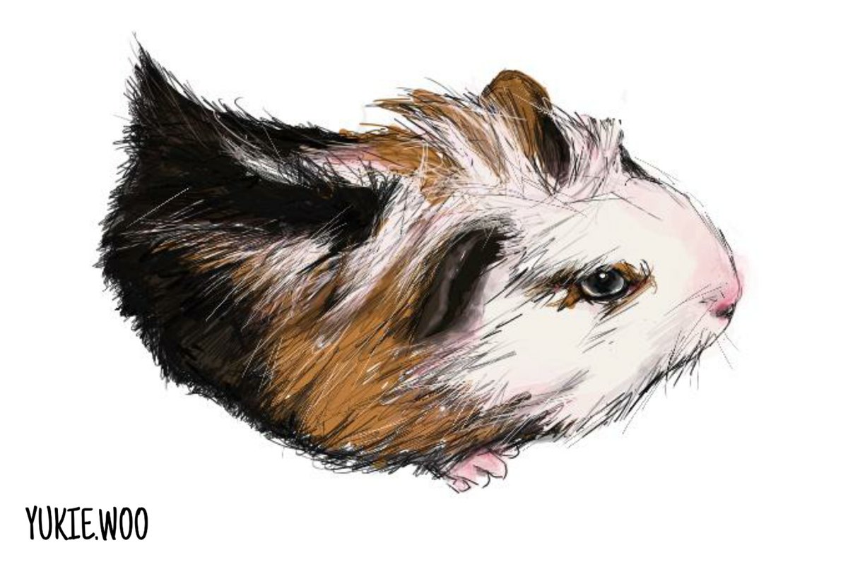 最高のコレクション もるもっと イラスト モルモット イラスト かわいい ブラッククローバー アニメ画像