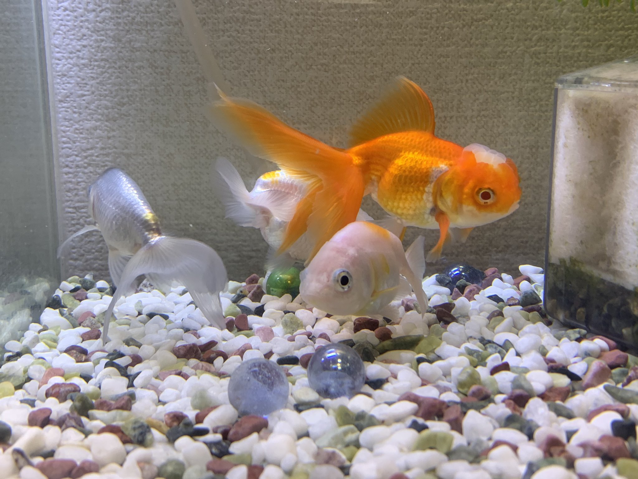 めっとこ 株式会社清州 公式 みんな大好き O O めっとこの金魚さん 鹿の子のらんちゅうさんはフンタンもあるの T Co Fkcawab1ae Twitter