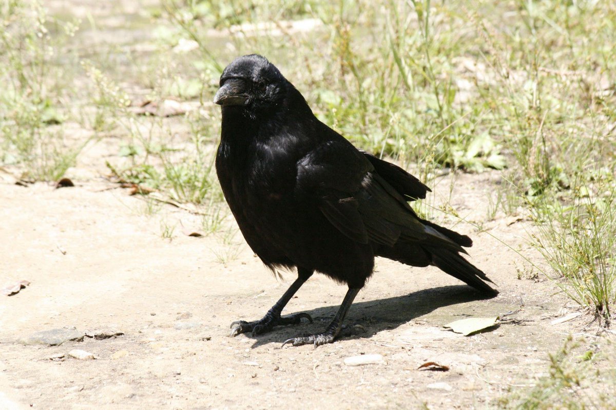 カラカラカラス 山中で見かけたカラスさん その1 広場で探索中の様です 暑いね うーん 良いものないな 日差しも強いし よし あっち行ってみよう それ出発ー って感じでスタスタと 目の前を横切って行きました 空を見上げる表情や 歩く時の脚上げが