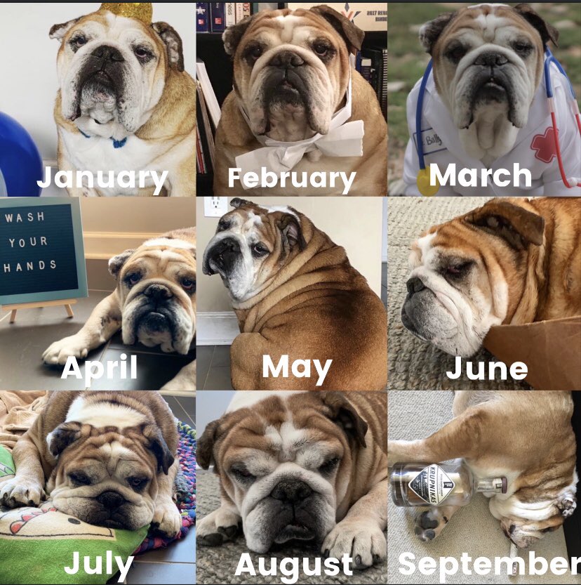 BullyThePotato's tweet photo. From party animal to party pooper - and a little chubby in the middle - what a year 2020 has been!
#englishbulldog #bully #fullfiguremodel
https://t.co/EpMSqWWML8 https://t.co/kzakmqof9l