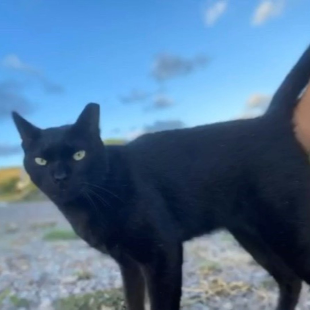 RUSVMAlumni's tweet photo. T’Challa would like to wish his old friends a happy #NationalCatDay! 😺 Rossies, do you have any photos of T’Challa from when you were on island? Share your photos of this handsome guy with us! #CatsOfRossVet https://t.co/gScZKYXmUm