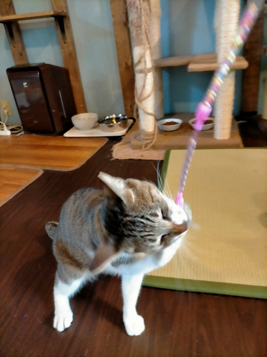 猫スペースファズ