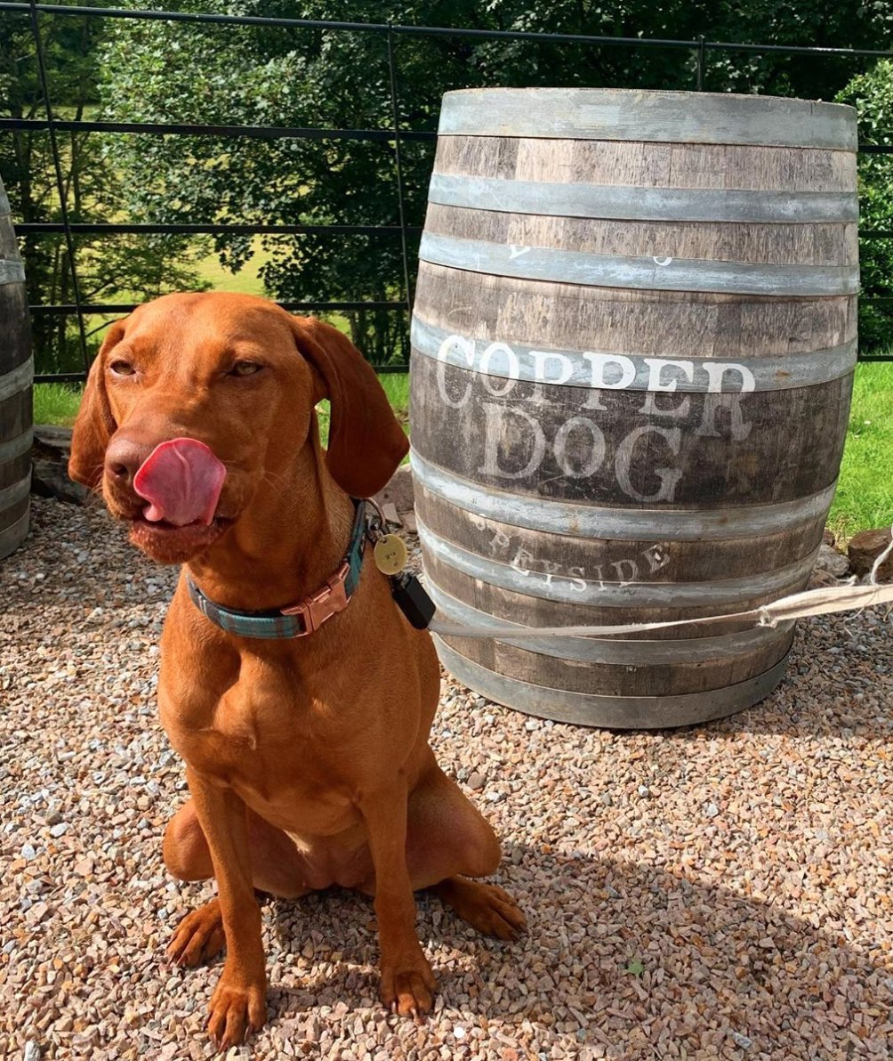 Say hi to Mia, who visited us with her owners recently. Isn't she gorgeous? A real 'copper dog'!

<a href="/foodanddrinksco/">Scotsman food&drink</a> says we're one of the top dog-friendly pubs taking part in Eat Out To Help Out bit.ly/33xfeVH

See you &amp; your four-legged friends soon!

📸Adele Callan