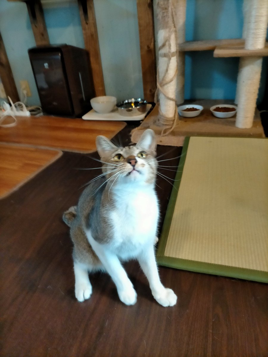 猫スペースファズ