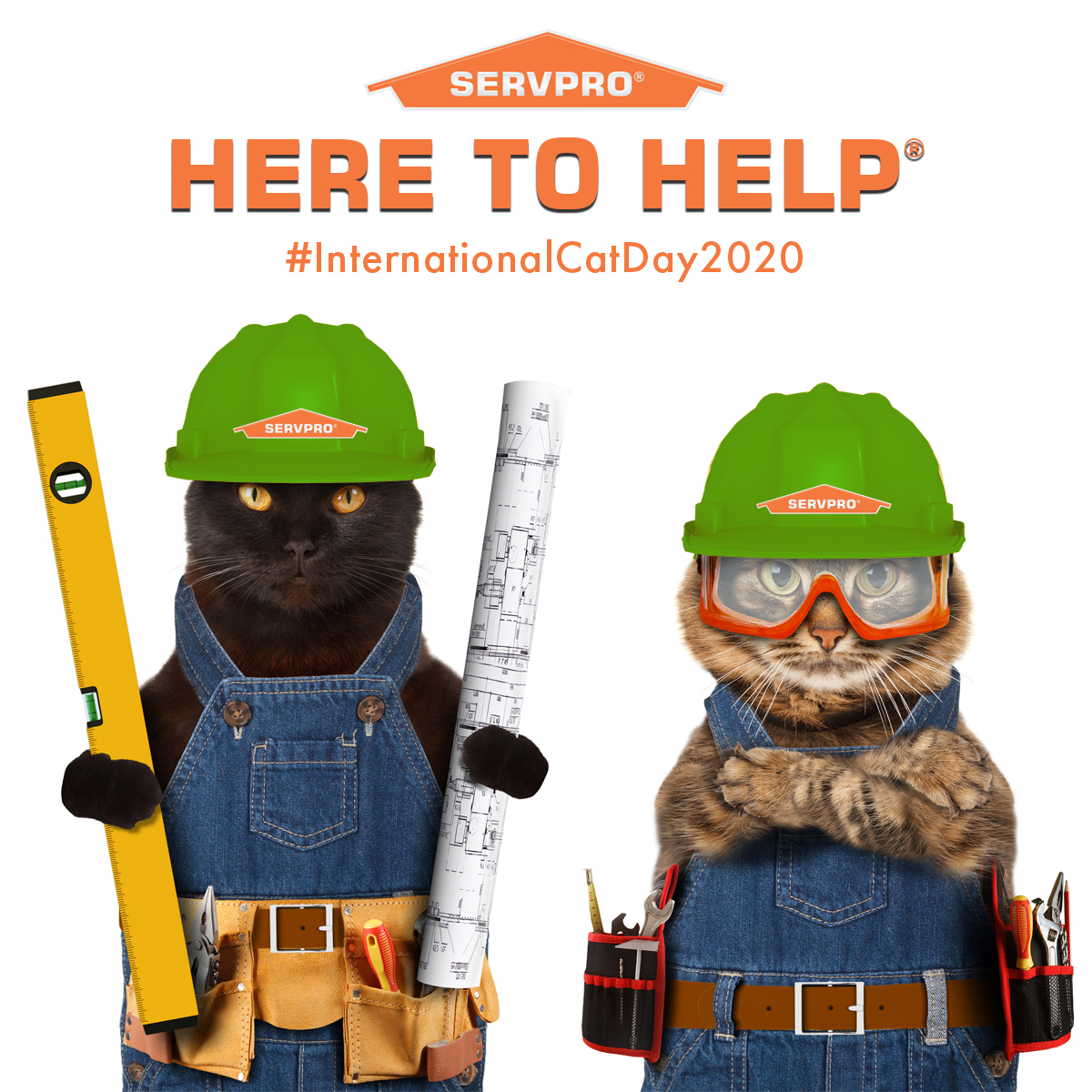 Happy International Cat Day!
(956) 568-0266
servpronorthlaredo.com
OSHA and IICRC Certified