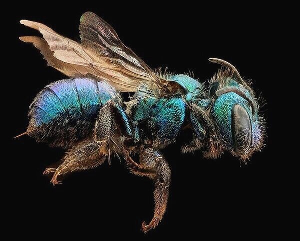 Orchard Mason Bee or Blue Mason BeeIf you like apples you need these solitary bees to pollinate the flowers. Plus lots of other fruit trees. Hole nesters. /6