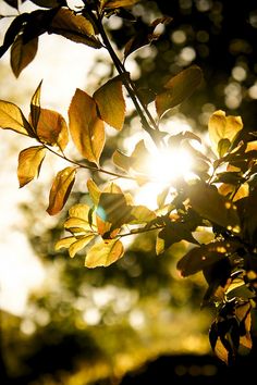 aka_Snowy's tweet photo. An abundance of riches are laden in nature; for not all that is gold is mere coin.
#goodmorning #summersday #shadesofgold https://t.co/1LSPhZFSNp