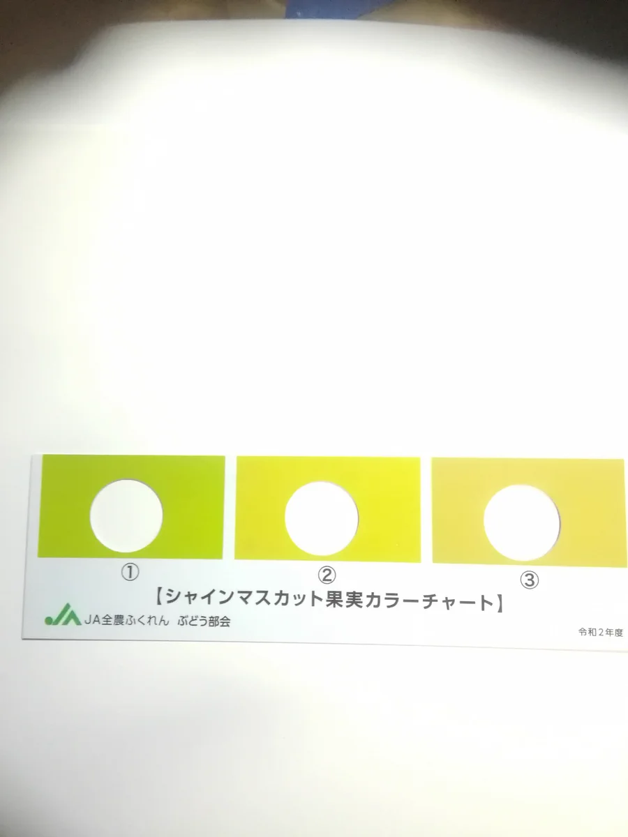 JAのカラーチャートで絶対美味いマスカットの色を確認できる！？黄色っぽくなっている方が熟れていて味しい！