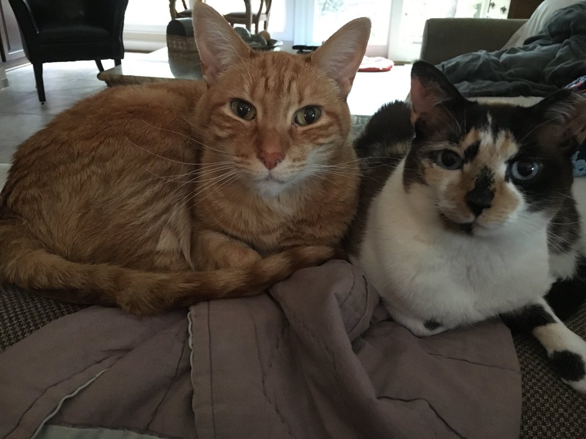 GaylaLutz's tweet photo. #NationalCatDay Show off your cats! https://t.co/aTNjb0IHKw