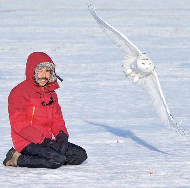 birddetectiveTR's tweet image. Hayatımdaki en muhteşem anlardan biri. Bu Kar Baykuşu ile aynı karede çekin beni demiştim. Yavaş yavaş arkam dönük yaklaşıp oturdum. Marc Latrémouille birden “wow” dedi. Meğerse uçmuş. Baykuşlar uçarken ses çıkarmadıklarından fark etmemiştim. Efsane bir kare çıktı ortaya. 😍