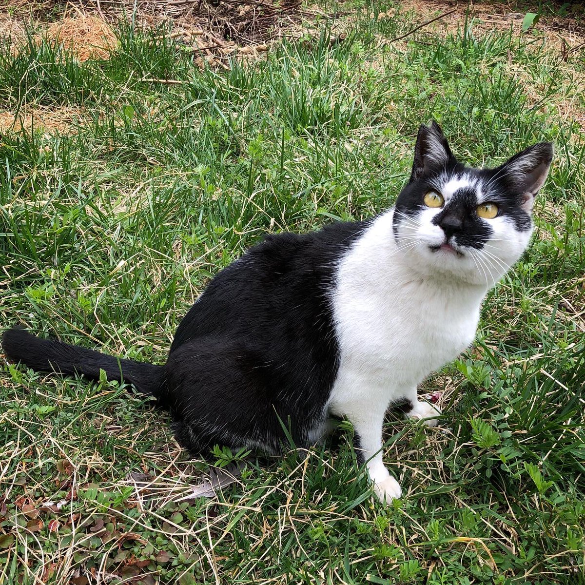 きはらようすけ かいじゅうステップ制作中 Epmmwd2xnmwklrt Twitter