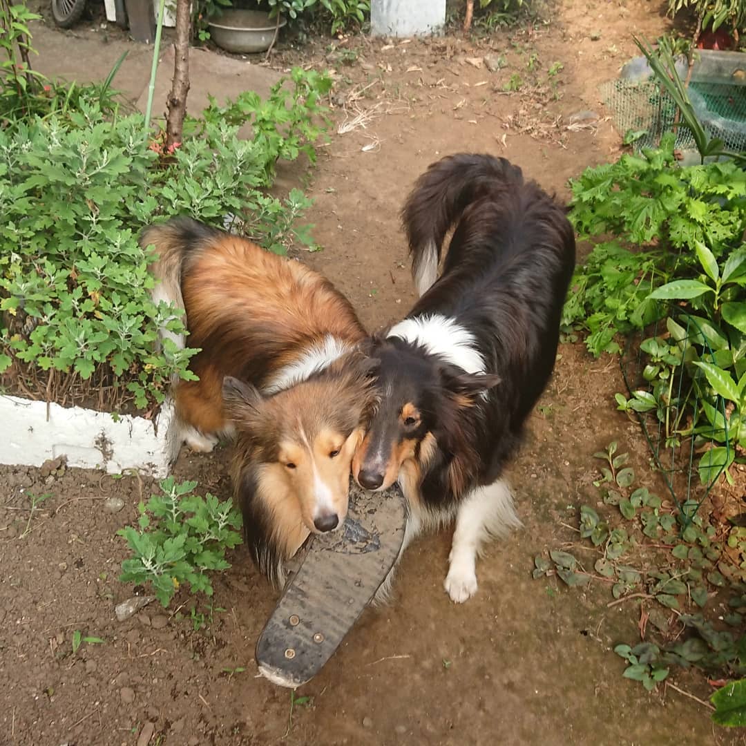 lcmc_1815's tweet photo. 今日の獅子舞^・< >・^
お散歩のときはバテますが遊ぶ時は元気です
#シェルティ
#シェットランドシープドッグ
#sheltie
#shetlandsheepdog
#ラキミキ
#ラッキーミッキー
#キッキー
#luckymickey
インスタ⇒https://t.co/lXKkp5vH5R https://t.co/0iXlVefjzY