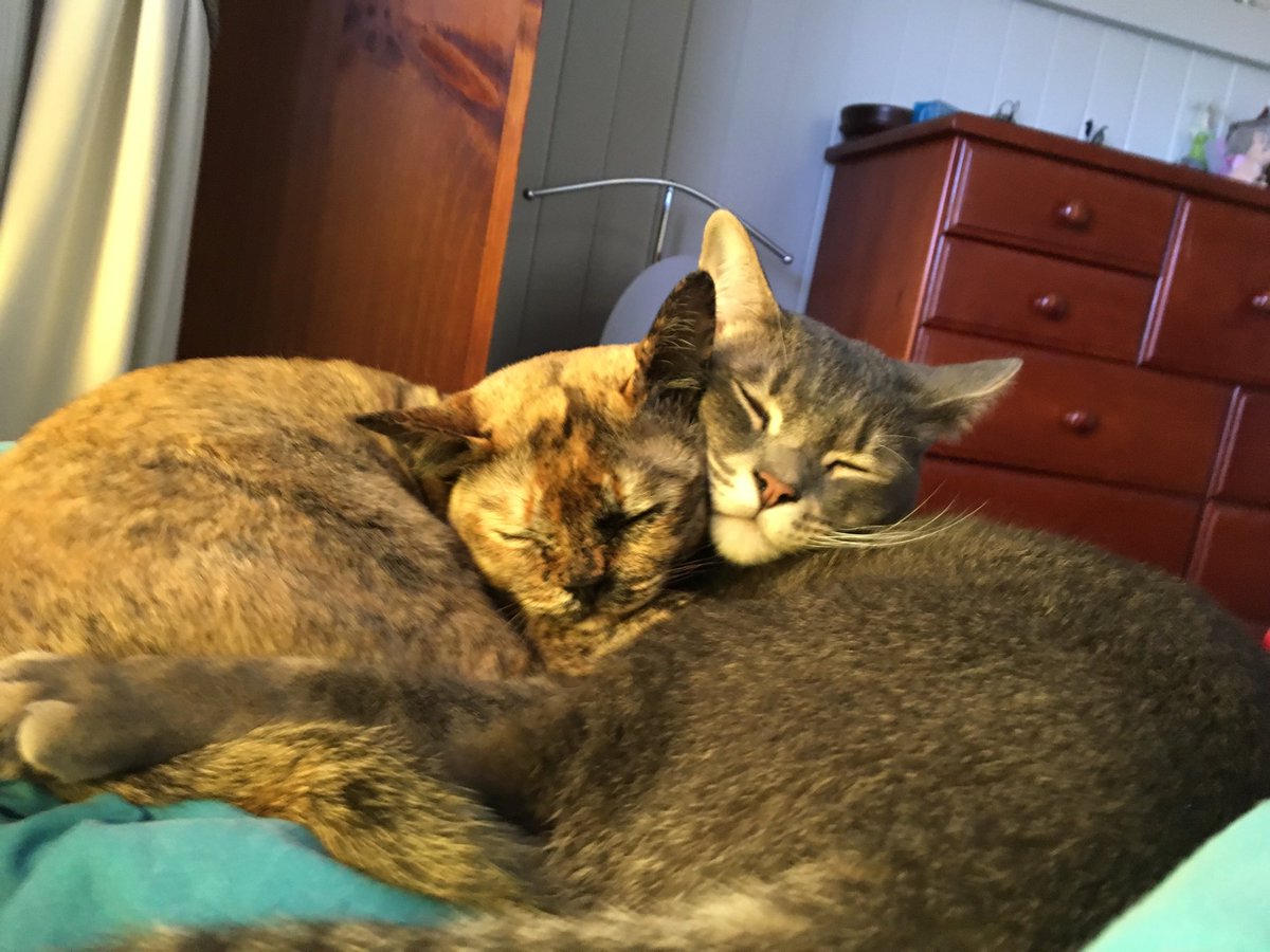 BnePam's tweet image. Happy International Cat Day! Introducing Opal (left) and Cinder( right). These two have enriched our lives so much. #AcademicTwitter #AcademicChatter #QUT