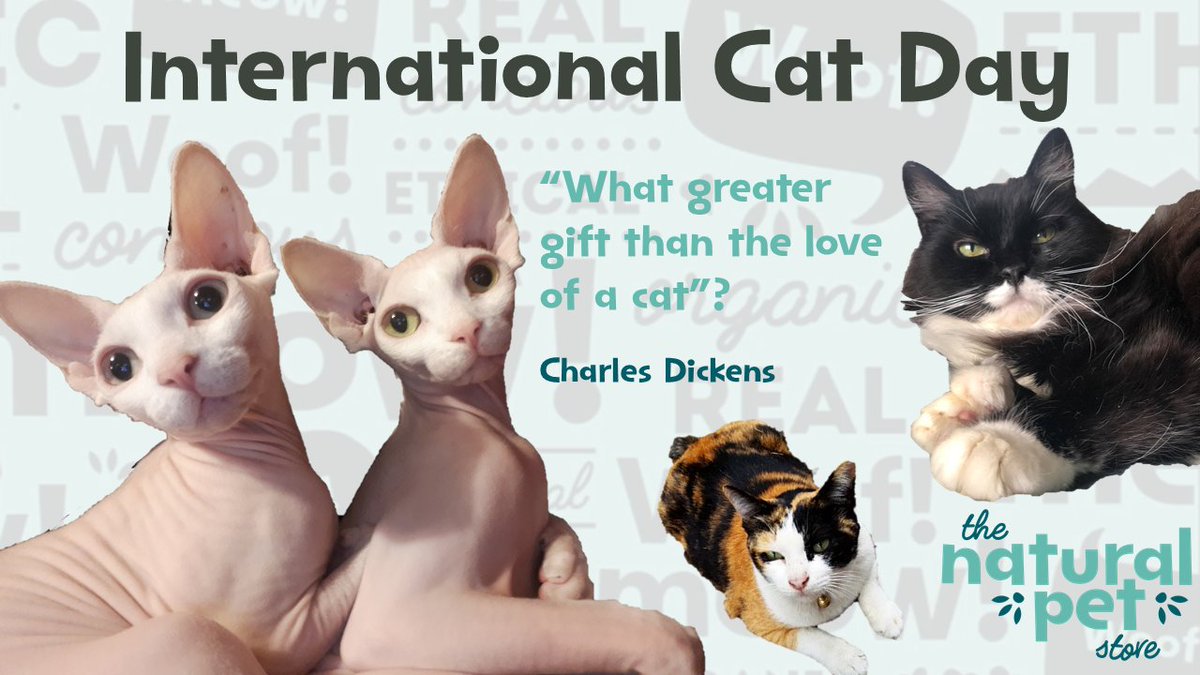 It is #Caturday the 8th August and today is a very special day if you are a cat lover.

Cats have been our companions for at least 9,500 years, and are currently the most popular pet in the world.

Happy International Cat day to all you cat lovers out there.

#TheNaturalPetStore