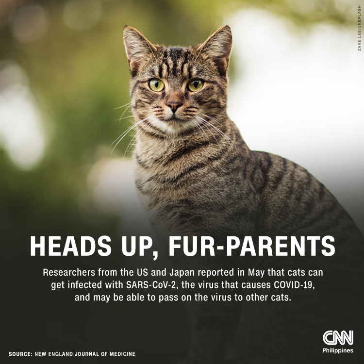 CNN Philippines on Twitter "Keep your cats indoors whenever possible