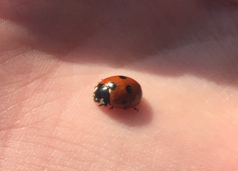 LACARGILL2's tweet photo. @stmarysmwell a beautiful sunrise at St. Andrews, a ladybird that popped by our garden and a beautiful flower and bird In Auntie Shona’s garden https://t.co/PymZ3mpwoU