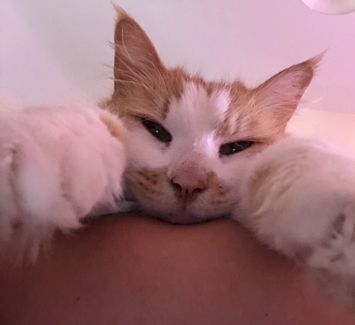 Samantha Carolan tweet media