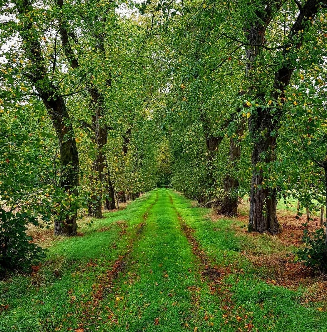Bomen verlagen door schaduw en verdamping de gevoelstemperatuur. Een grote boom met een uitgebreid wortelstelsel kan net zoveel afkoelen als tien doorsnee airco's
