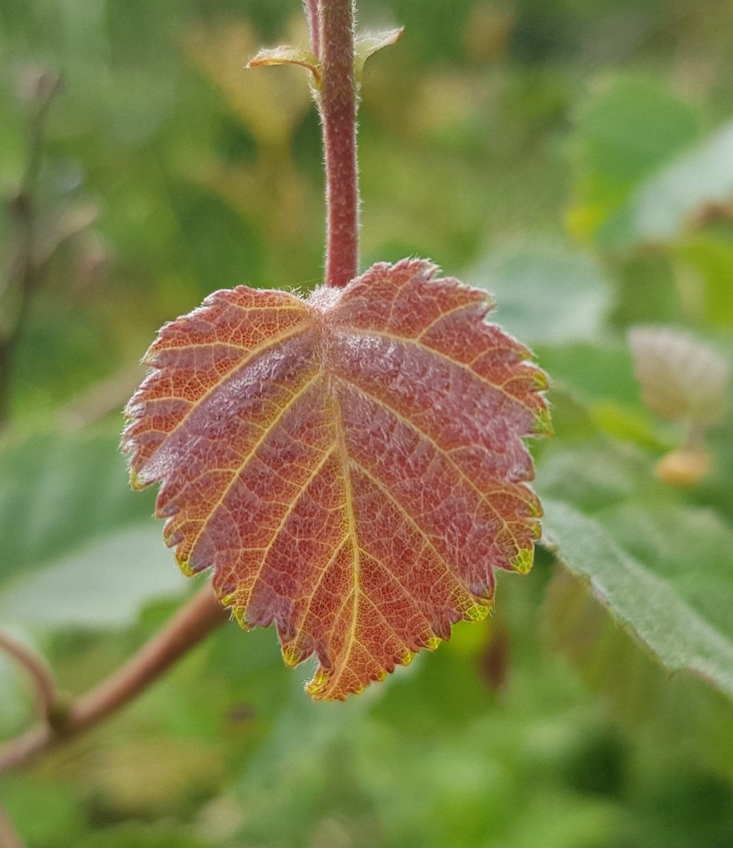 Why are some new leaves red?Thread on anthocyaninsThere are two red pigments found in trees, caretonoids (red/orange)and less well known anthocyanins (purple/red)