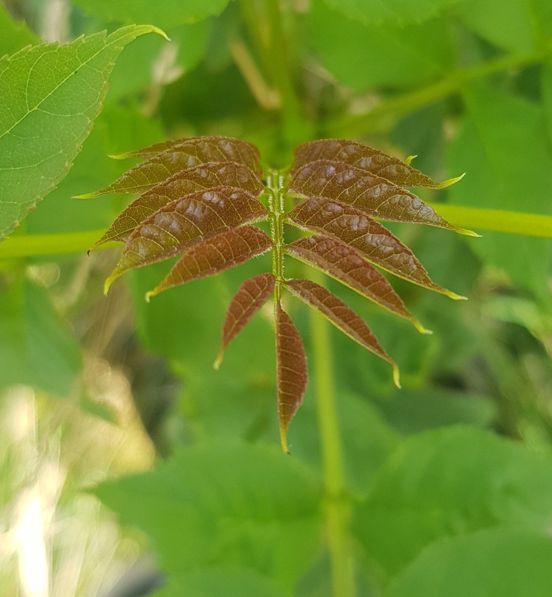 Why are some new leaves red?Thread on anthocyaninsThere are two red pigments found in trees, caretonoids (red/orange)and less well known anthocyanins (purple/red)