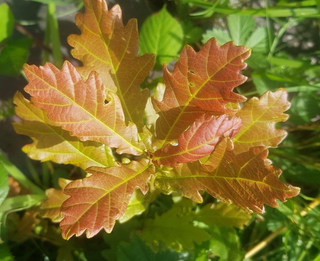 Why are some new leaves red?Thread on anthocyaninsThere are two red pigments found in trees, caretonoids (red/orange)and less well known anthocyanins (purple/red)