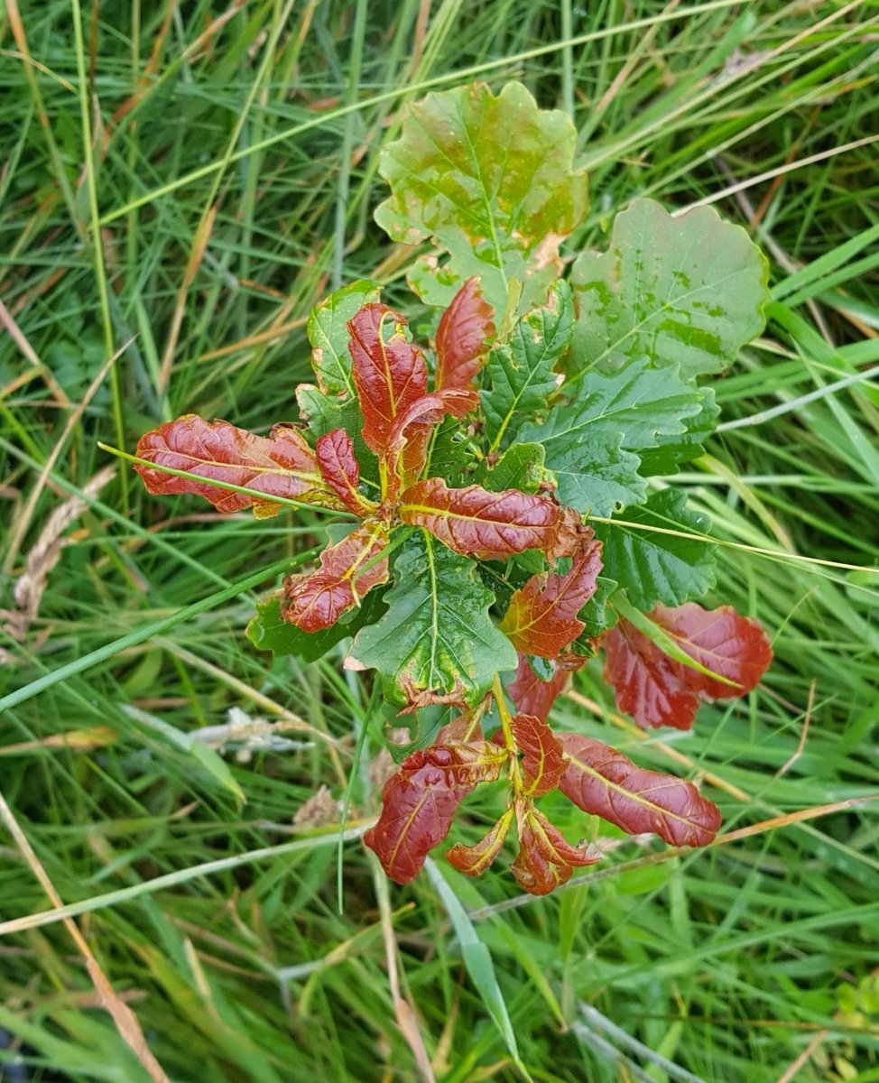 Why are some new leaves red?Thread on anthocyaninsThere are two red pigments found in trees, caretonoids (red/orange)and less well known anthocyanins (purple/red)