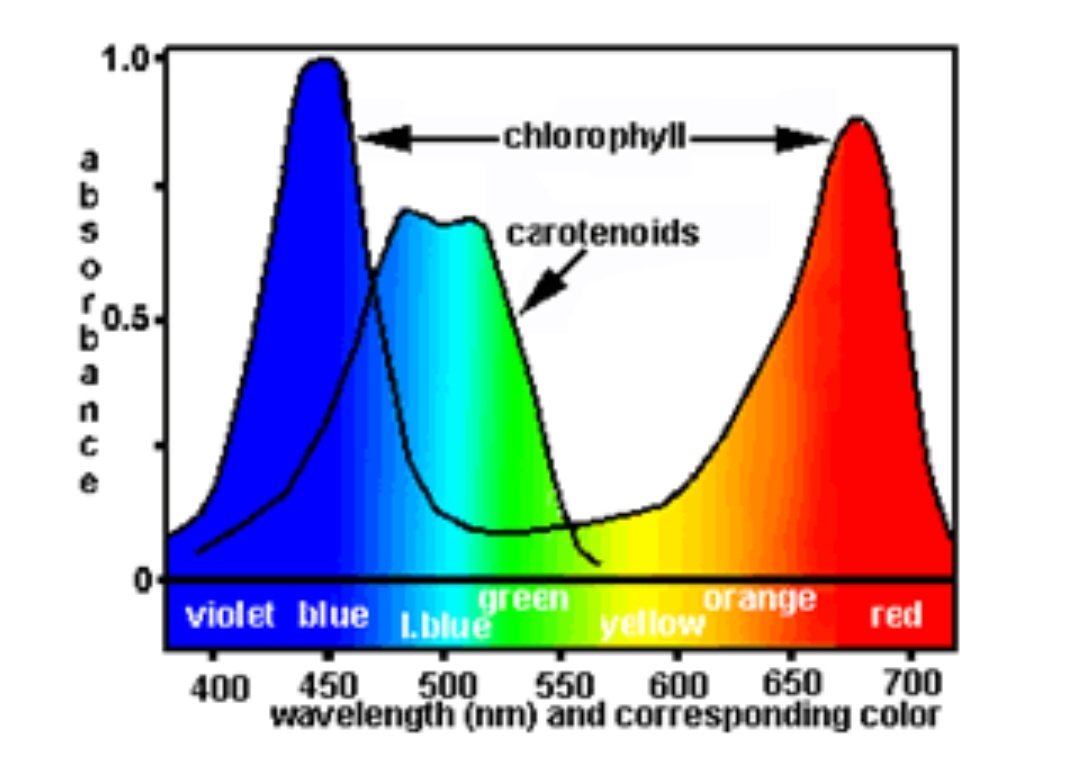 Caretonoids primary function is to absorb energy from light wave lenghts which chlorophyll can't.They are heavily associated with autumn leaves.