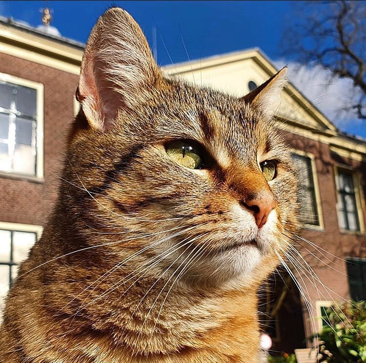UniLeiden's tweet photo. Het is vandaag #InternationalCatDay! Kennen jullie Lily en Lotus de Hortuskatten al? Deze twee knapperds wonen in de @HortusLeiden, waar ze in de tuin spelen of de bezoekers begroeten bij de ingang!  Ze hebben een huisje onder ons PJ Vethgebouw en zelfs hun eigen Instagram! 🐱🌸 https://t.co/N6hpJlFEIU