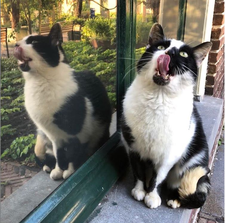 Universiteit Leiden (@unileiden) on Twitter photo Het is vandaag #InternationalCatDay! Kennen jullie Lily en Lotus de Hortuskatten al? Deze twee knapperds wonen in de <a href="/HortusLeiden/">Hortus Leiden</a>, waar ze in de tuin spelen of de bezoekers begroeten bij de ingang! Ze hebben een huisje onder ons PJ Vethgebouw en zelfs hun eigen Instagram! 🐱🌸 Het is vandaag #InternationalCatDay! Kennen jullie Lily en Lotus de Hortuskatten al? Deze twee knapperds wonen in de <a href="/HortusLeiden/">Hortus Leiden</a>, waar ze in de tuin spelen of de bezoekers begroeten bij de ingang! Ze hebben een huisje onder ons PJ Vethgebouw en zelfs hun eigen Instagram! 🐱🌸