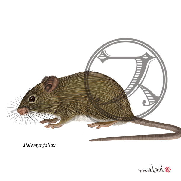 動物イラストのtwitterイラスト検索結果 古い順