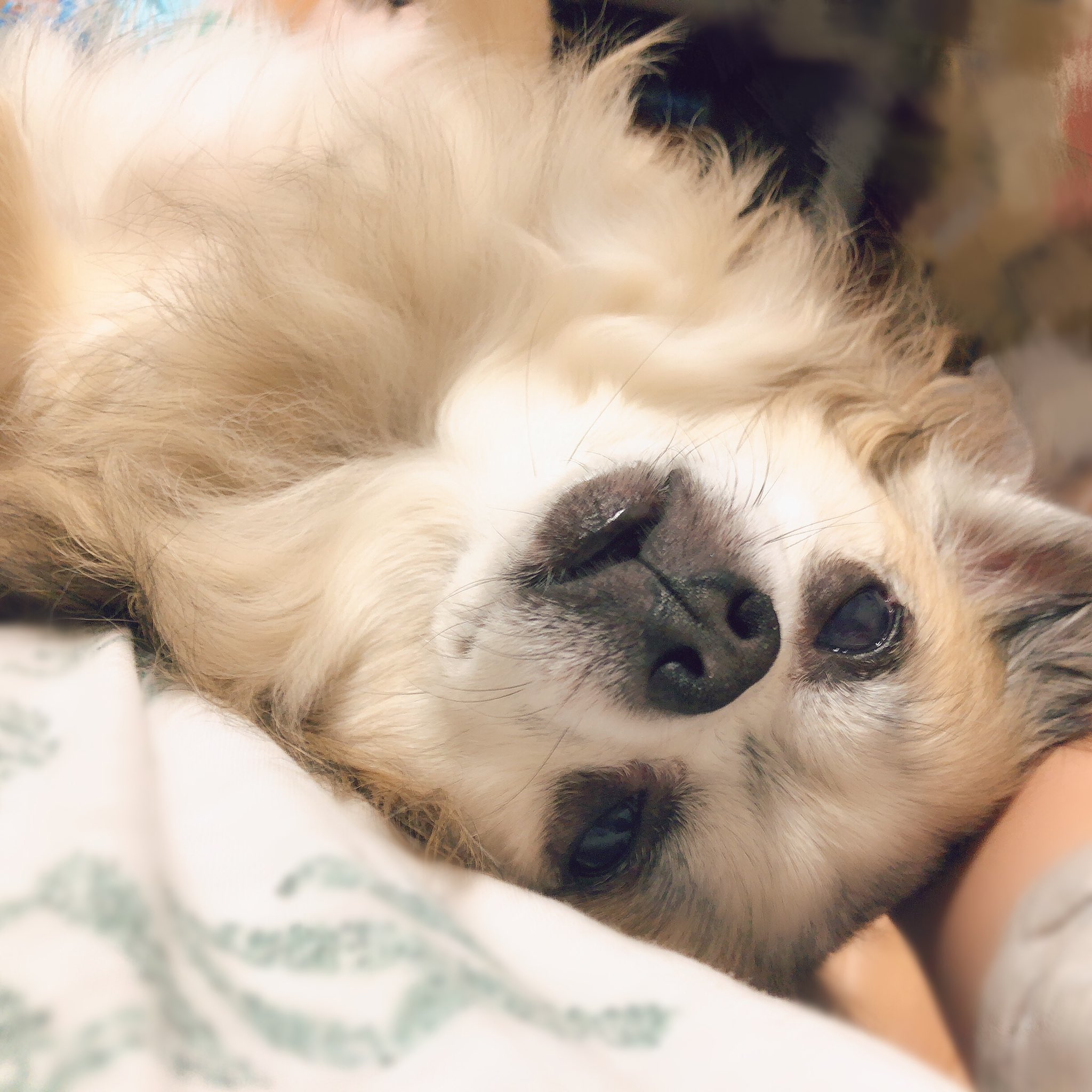 تويتر うりう على تويتر 私の膝の上で寝るイッヌ 口がちょっと開いてるのが可愛い たまにそこから舌が出ててめっちゃ可愛い 今日も落ちてる犬 T Co Q8vfjkwoph