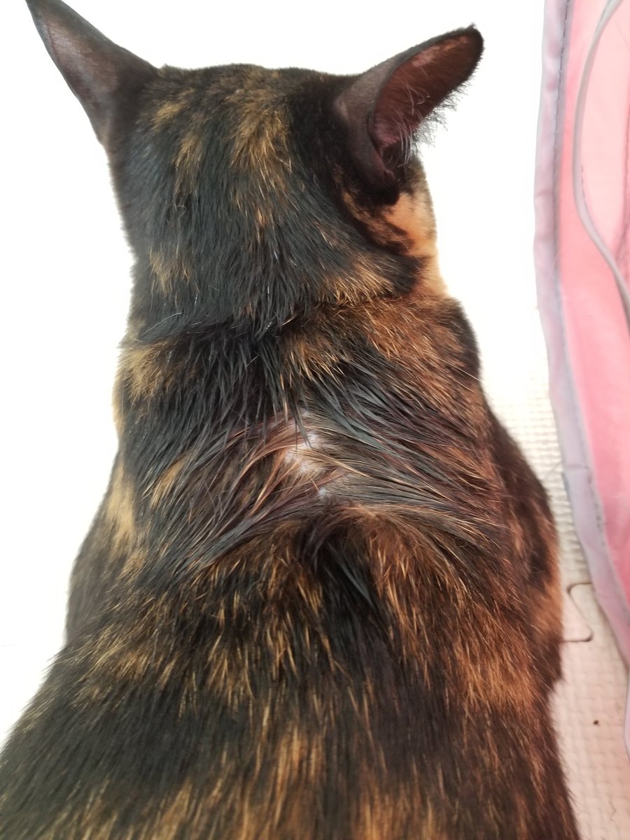 シー エン姉妹 ブロードライン以外の薬は 質問 他のお薬はどんな感じですか どれも同じようなものでしょうか 回答 他に２種の取り扱いがありますが レボリューションはもう終わる という話があって 在庫もない レボリューションの利用者に