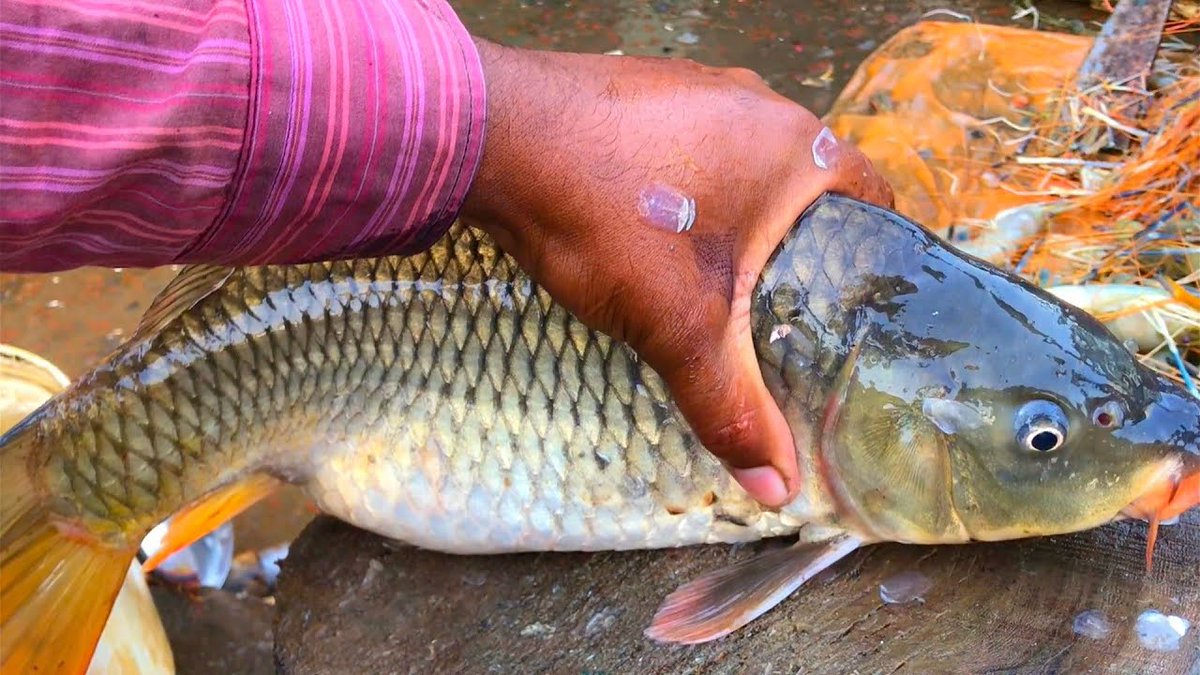 Deshifish01's tweet photo. Big Gravid Fish Cutting Video🐠Carp Fish Cutting Skills At Bangladesh Fis... https://t.co/VCmN6OGzBw via @YouTube https://t.co/hNHemK4p1h