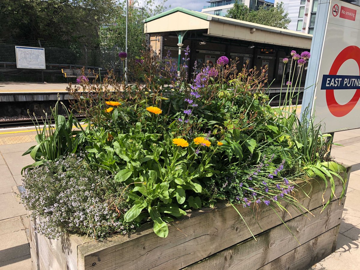 Over 270 species of bees have been recorded in GB - how many of them can you spot on one of our railway station planters? #beefriendly #bees #railways #railway #nature #wildlife
