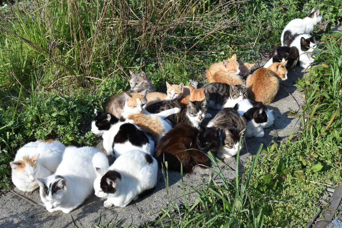 空向 そらむこ 加賀さん新刊委託中 V Twitter 今日は 世界猫の日 らしいので去年長崎の池島で撮った猫溜まりの写真あげておきます 池島 の猫たち警戒心0な子ばかりなので猫の群れにゼロ距離接近できるんです ちなみに僕は猫溜まりに五体投地して頭から突っ込みました